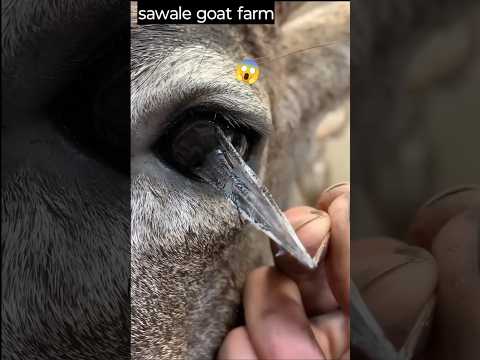 इस पशु की आँख मे ये क्या हुआ😱| #trending #viralvideo #facts #pets #animals #sawale #goat #farming