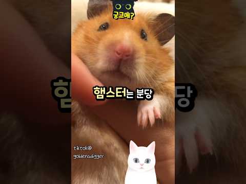 햄스터의 수명은 왜 짧을까