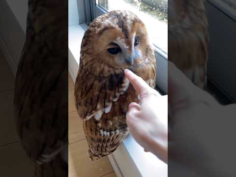Secreto del buho #cuteanimals #pets #shorts