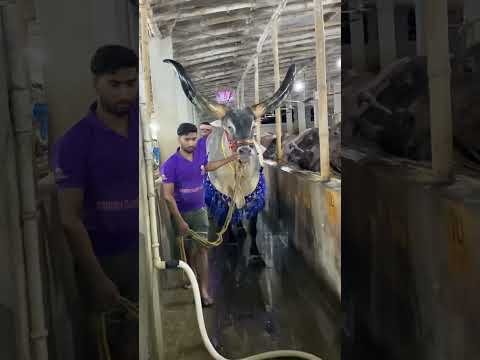 SHAN-E-BENGAL || MOST BIGGEST & HUGE KANKAREJ OX FROM DANISH DAIRY FARM 2025#shorts#viral#trending