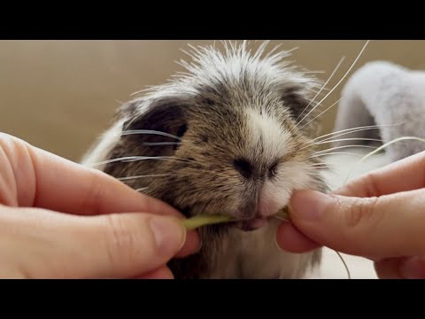 ウマウマぶんどりモルモット（ヤングコーンのヒゲの綺麗な食べ方）