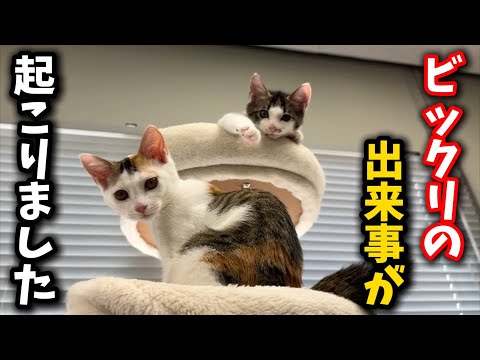 猫の動画サムネイル - 子猫の譲渡日に本当に驚いた出来事が起こりました