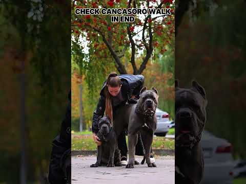 dog collar #dog #dogcollar  #doglife #canecorso #puppy #doglove #youtube @MrBeast #petcollars