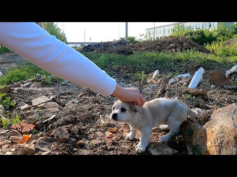 Drinking rainwater on muddy road, homeless puppy ran desperately to escape