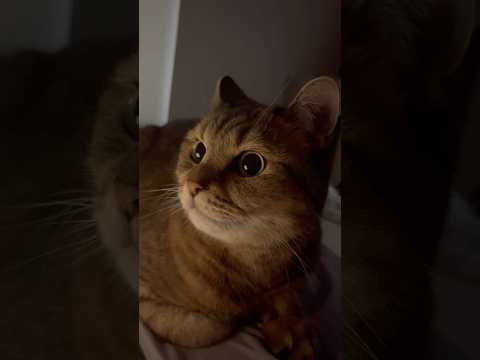 猫の動画サムネイル - 夜中、目を覚ましたら横になんか怖い顔した猫がいたw #shorts