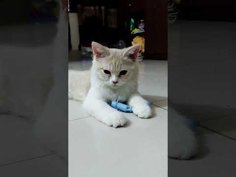 Cat funny videos #funnycat #cat #catvideos