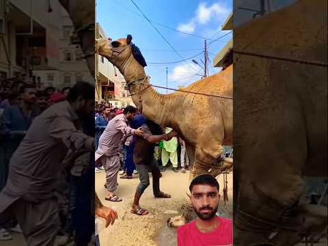 #cowbeauty #camel #cow #bull #funny #ertugrul #explore #