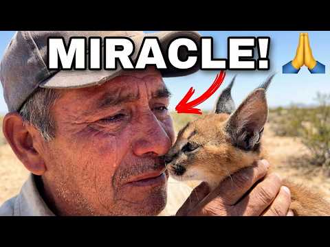 ¡MILAGRO en la sala! Mi "gatita" tuvo bebés y mira la reacción del perro 😱