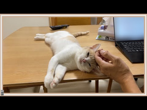 【悲報】突然家族がいなくなったとき、猫はこんな行動をとります