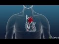 Understanding the Cardiac Conduction System