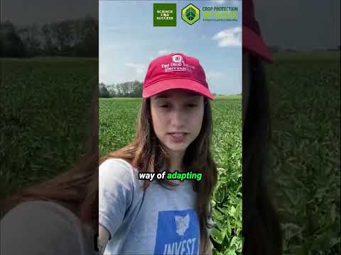 The Secret Power of Rye and Soybeans in Bad Planting Conditions #USSoy #farming #agriculture