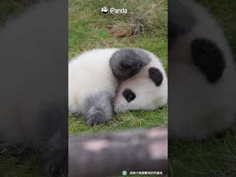 Don’t Be Shy, Little Sweetie! | iPanda #shorts