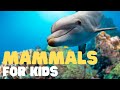 Mammals: Characteristics and Behaviors