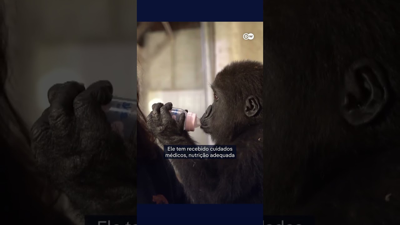 Bebê gorila resgatado do tráfico já pode voltar à natureza