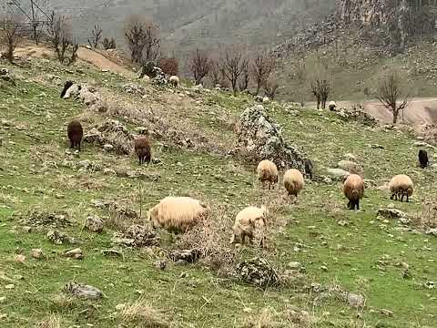 بەسەرهاتی شوانەکەی پێغمبەر سلێمان  کە گوره هاتە لای 3 شتی بینی لەگەل سروشتی گوند