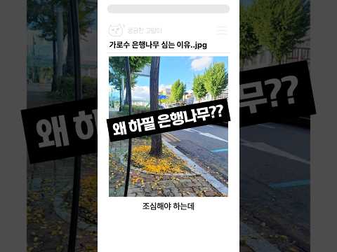 가로수로 은행나무를 심는 이유..jpg
