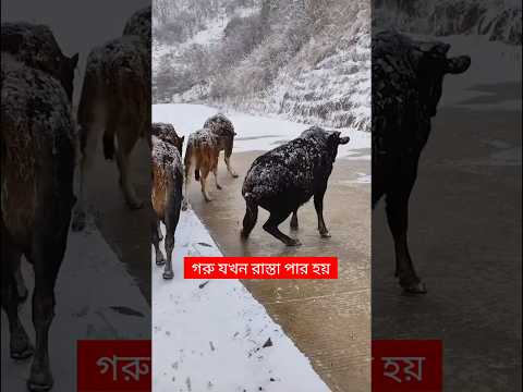 বরফের দেশে গরু কিভাবে রাস্তা পার হয় | গরু | Cow | Animals | Pets #animals #shorts