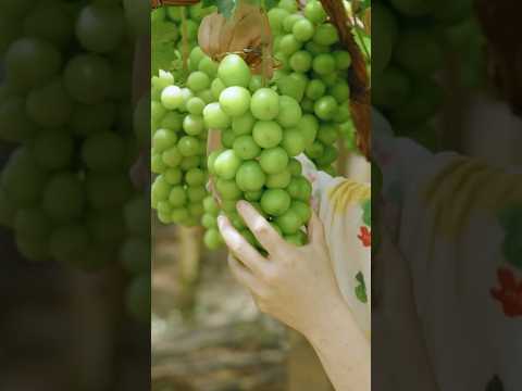 Delicious fruit #garden #farming #harvest #vegetables #fruit