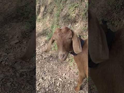 #desi #gaon #villagelife #pets #shortfeed