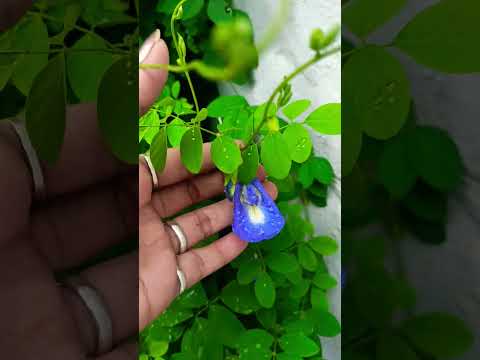 🌱Beautiful Aparajita flower blooming in rain 🌧️☔💯👍😂🤣 ||#garden #flowers #funny #comedy #shorts