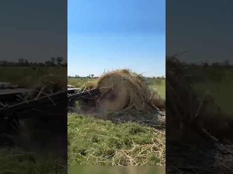 His Brand New Phone Got Baled Up! (allieschweizer) #farming #trendingshorts #fyp