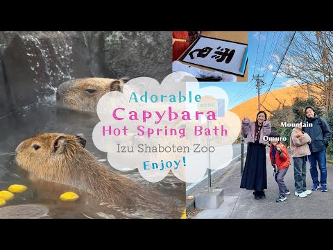 Capybara Hot Spring Bath at Izu Shaboten Zoo カピバラ温泉 伊豆シャボテン動物公園 Winter Break 2025 冬休み | OCHIKERON