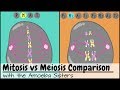Comparing Mitosis and Meiosis: Key Differences and Stages