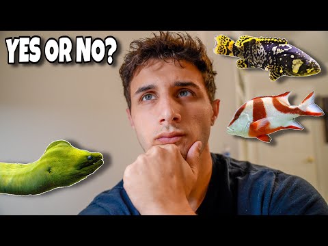 This Is A Hard Decision. ✅ Support my channel by getting Fishing Clash on your phone for free https_//fishingclash.link/Nic