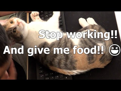 Here’s how my cat asks for food - This kitten knows how to manipulate me