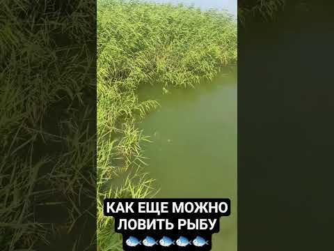Рыбалка без удочки