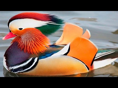 🐦 10 Animales Con Colores  Únicos En El Mundo