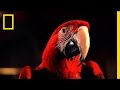 Pirate Confrontation and Attitudes