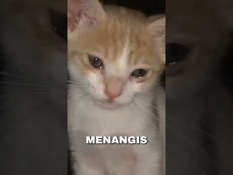 sedih ketika anak kucing ini menangis merindukan sosok ibu!#shortfeed #shorts#short#feed #kucinh