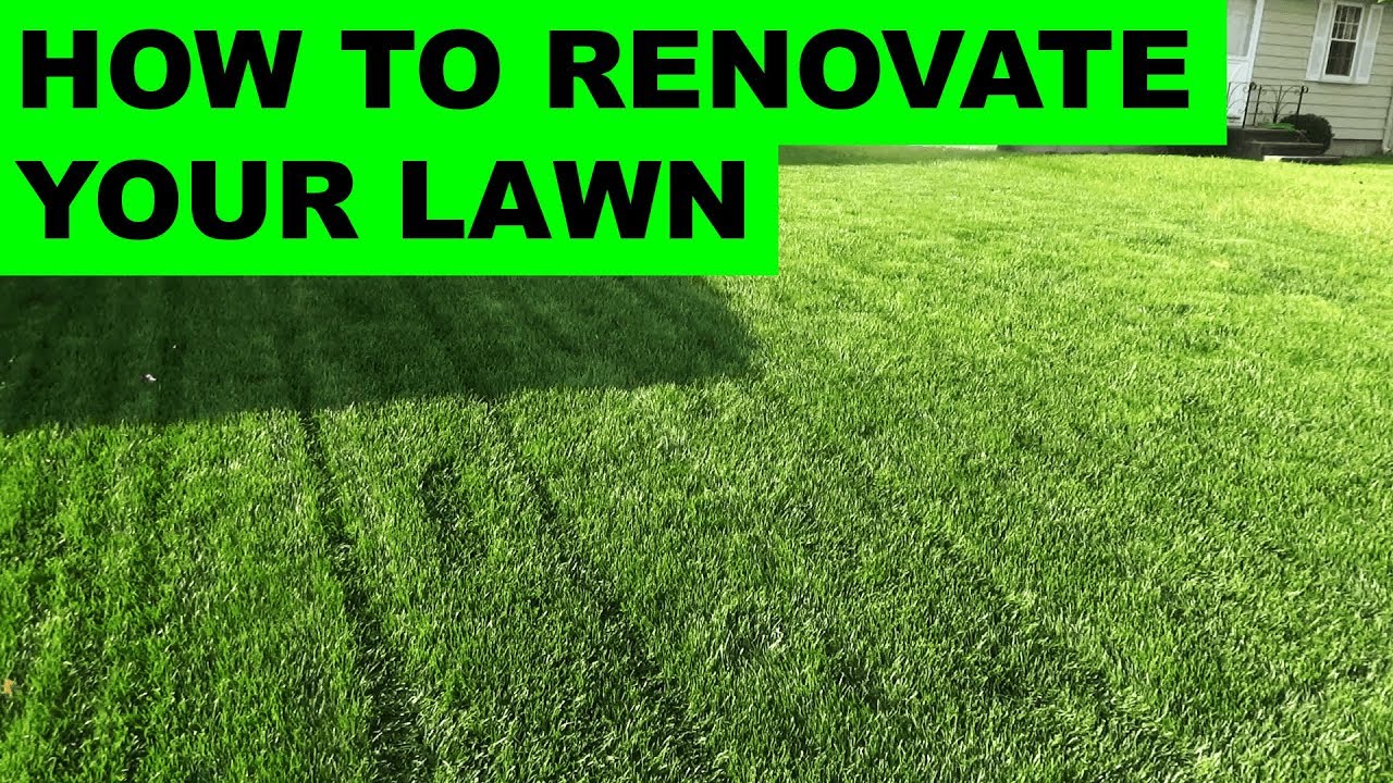 how to renovate your lawn