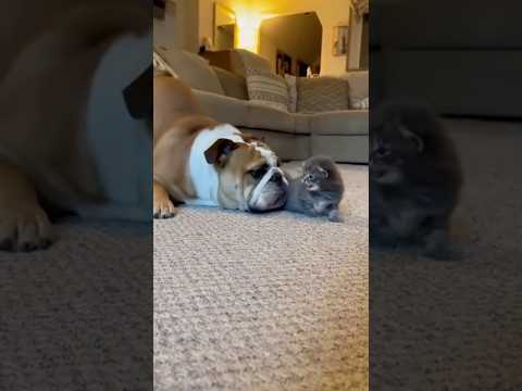 Bulldog Gets Dog-Piled by 6-7 Kittens 😂🐾