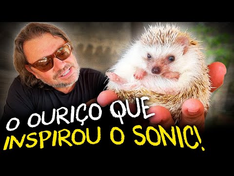 OURIÇO AFRICANO: DICAS PARA TER UM PET DIFERENTE!