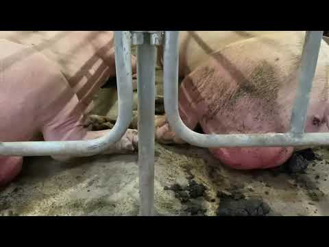 Asf disease on pig farm