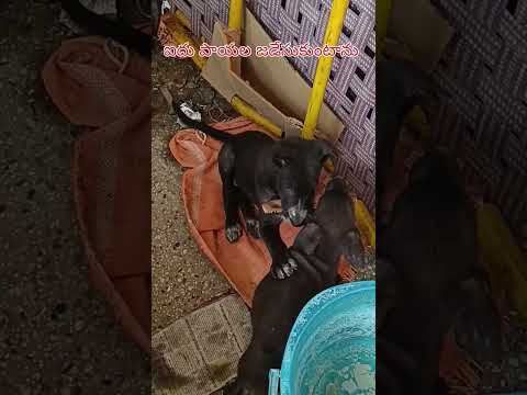 Funny Dog Fights | #shorts 1 November 2025