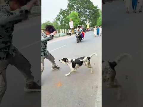Dog Kat Liya 🐕😭 #dogclothes #funny #dogshorts #dogapparel #hardwork