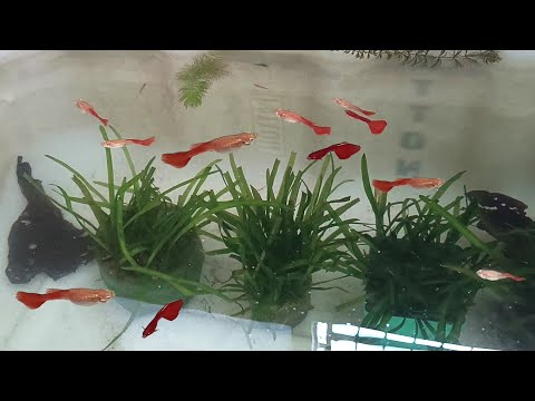 My Simple Guppy fish tank | Albino full red guppy fish