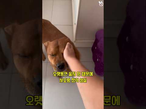 억까란 억까는 다 당하는 억울한 개 샤오팡 12편