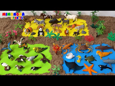 Animales para niños 🦅🦎 Aéreos Acuáticos y Terrestres ✨ Mimonona Stories