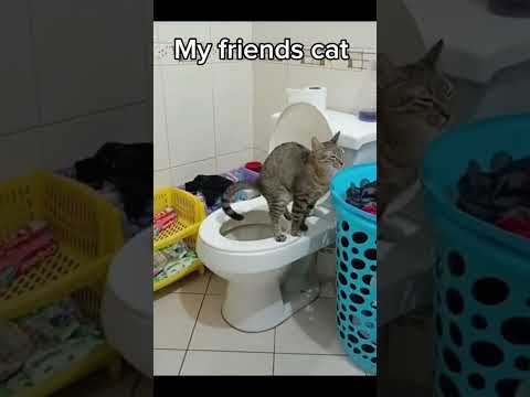 my friend's cat vs my cat #cat