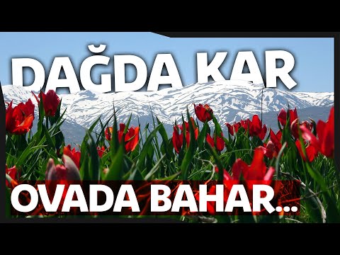 Muş Ovası’nı Kırmızıya Bürüyen ‘Laleler’ Görsel Şölen Oluşturdu