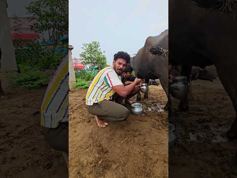 నేను ఇప్పుడు బర్రేకి పాలు తీస్తున్నా || పొదుగు చాపడానికి ధుడని తీస్కొని వచ్చాడు #viral #treanding