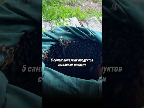 5 САМЫХ ПОЛЕЗНЫХ продуктов, созданных пчелами #мед #перга #медвсотах