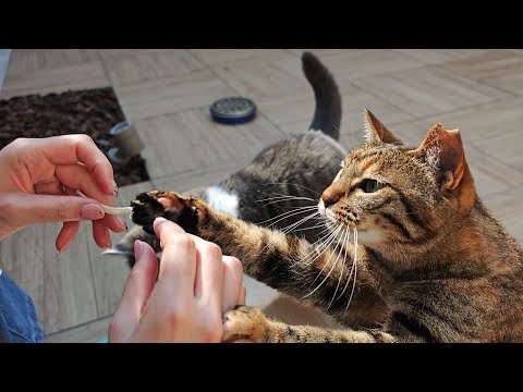 自由に遊べるお庭で猫とのんびり過ごす夫婦の休日