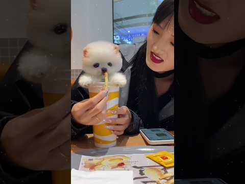 🥰🐶 मिलो बेहद सुंदर और सुंदर क्यूट पप्पी से #shortvideo #trendingpuppy #cutepuppy