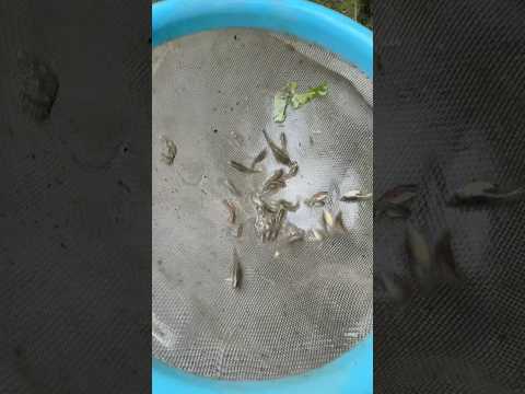 Llegaron a la cañada de los Guppys