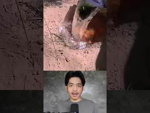ศิลปะจากชีวิตมด